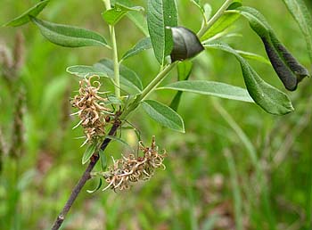 Upland Willow, Prairie Willow (Salix humilis)