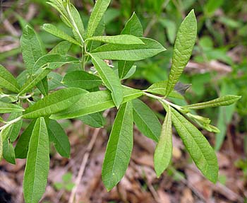 Upland Willow, Prairie Willow (Salix humilis)