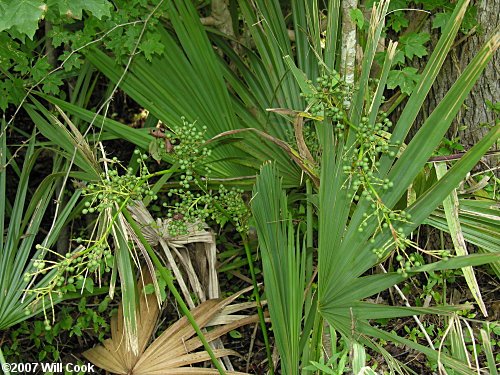 Dwarf Palmetto (Sabal minor)