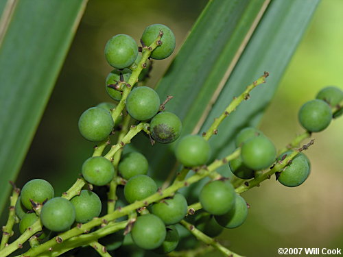 Dwarf Palmetto (Sabal minor)