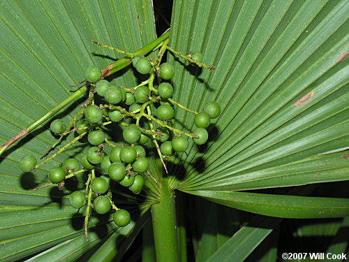 Dwarf Palmetto (Sabal minor)