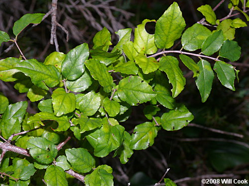 Small-flowered Buckthorn (Sageretia minutiflora)