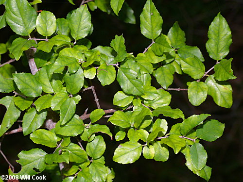 Small-flowered Buckthorn (Sageretia minutiflora)