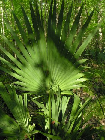 Dwarf Palmetto (Sabal minor)