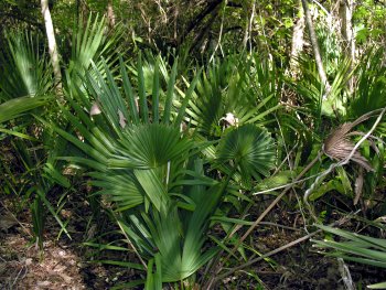 Dwarf Palmetto (Sabal minor)