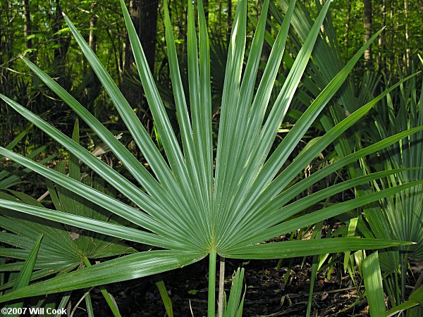 Dwarf Palmetto (Sabal minor)