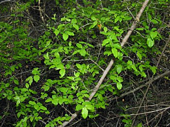 Small-flowered Buckthorn (Sageretia minutiflora)