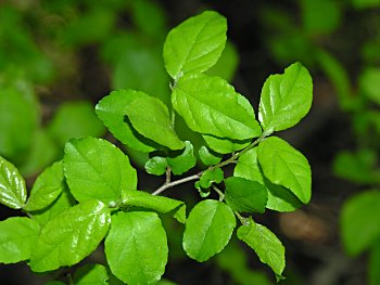 Small-flowered Buckthorn (Sageretia minutiflora) leaves
