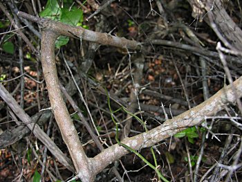 Small-flowered Buckthorn (Sageretia minutiflora) bark