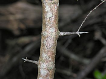 Small-flowered Buckthorn (Sageretia minutiflora) bark
