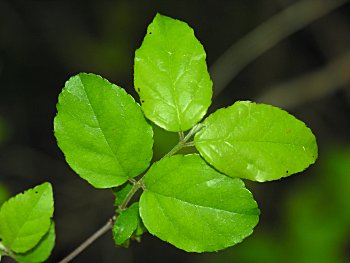 Small-flowered Buckthorn (Sageretia minutiflora) leaves