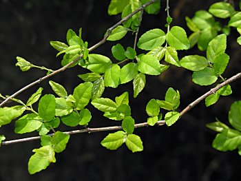 Small-flowered Buckthorn (Sageretia minutiflora) leaves