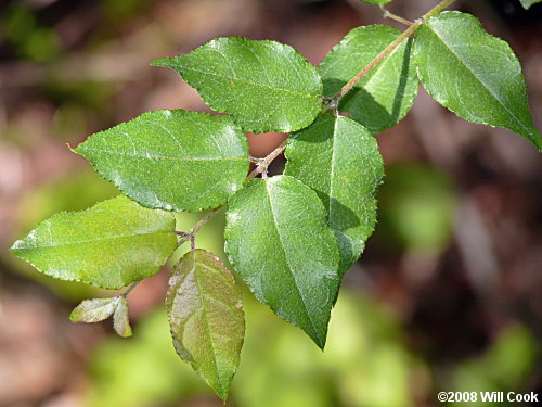 Small-flowered Buckthorn (Sageretia minutiflora) leaves