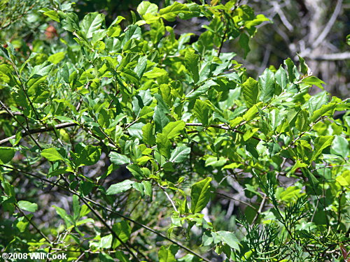 Small-flowered Buckthorn (Sageretia minutiflora)