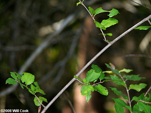 Small-flowered Buckthorn (Sageretia minutiflora)