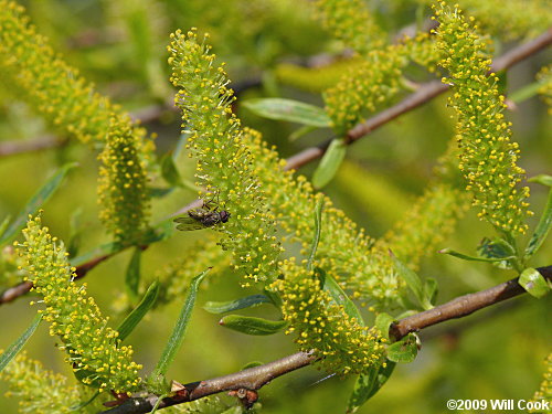 Black Willow (Salix nigra) flowers