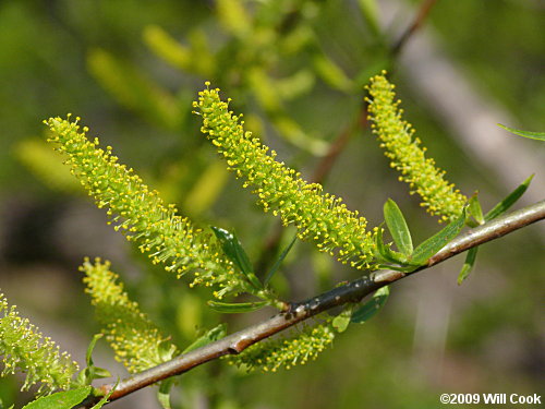 Black Willow (Salix nigra) flowers