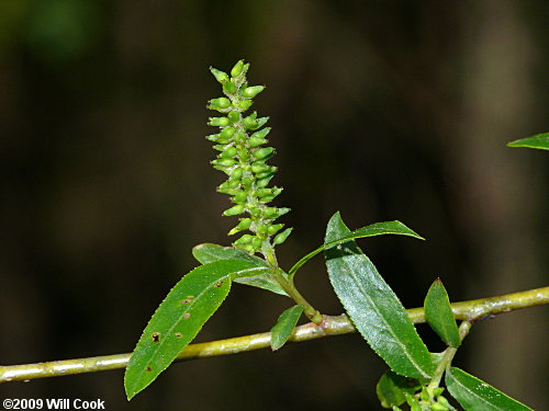 Black Willow (Salix nigra) capsules