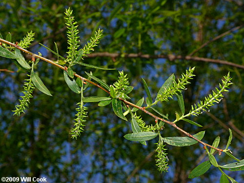 Black Willow (Salix nigra) capsules