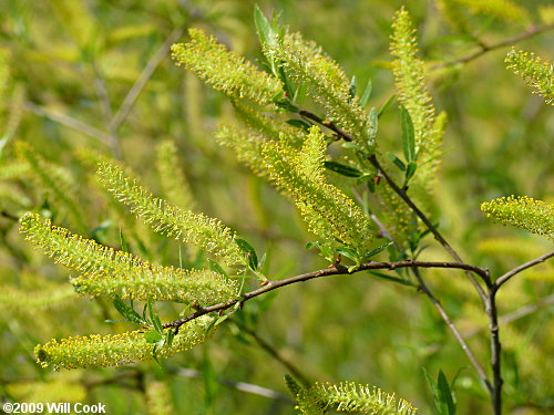 Black Willow (Salix nigra) flowers