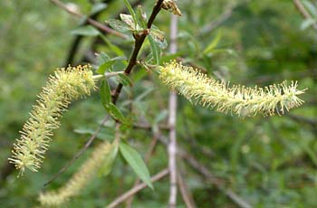 Black Willow (Salix nigra)