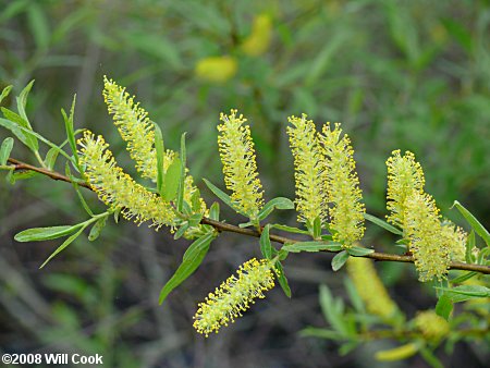 Black Willow (Salix nigra) flowers