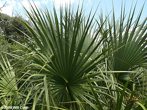 Cabbage Palmetto (Sabal palmetto)