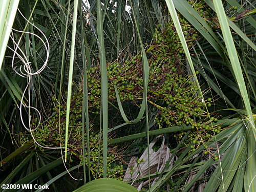 Cabbage Palmetto (Sabal palmetto)