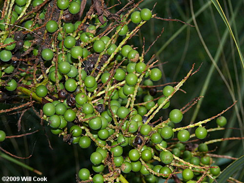 Cabbage Palmetto (Sabal palmetto)