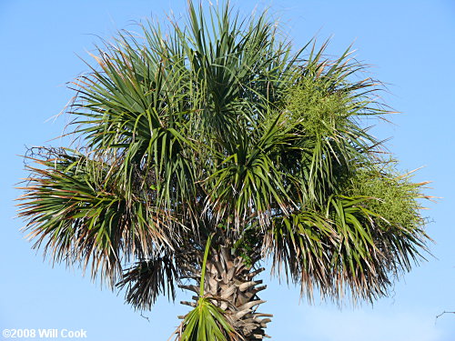 Cabbage Palmetto (Sabal palmetto)