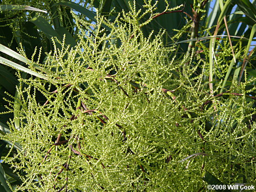 Cabbage Palmetto (Sabal palmetto)