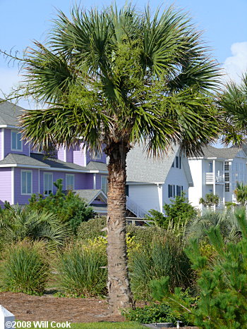 Cabbage Palmetto (Sabal palmetto) tree