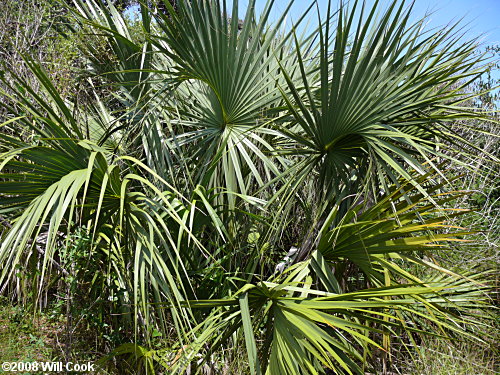 Cabbage Palmetto (Sabal palmetto)