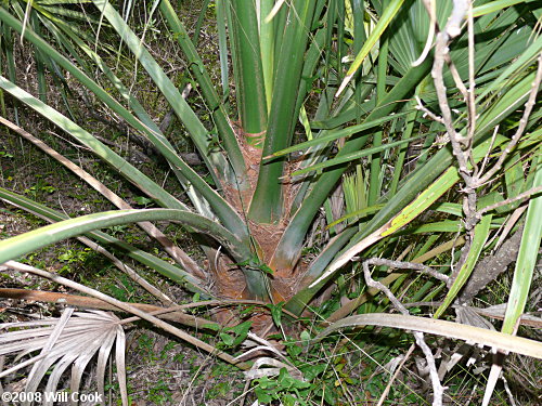 Cabbage Palmetto (Sabal palmetto)