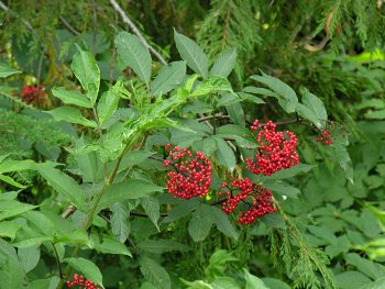 Red Elderberry (Sambucus racemosa)