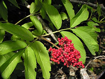 Red Elderberry (Sambucus racemosa)