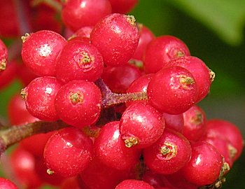 Red Elderberry (Sambucus racemosa)