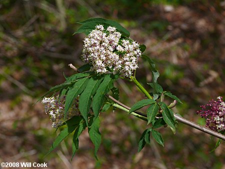 Red Elderberry (Sambucus racemosa)