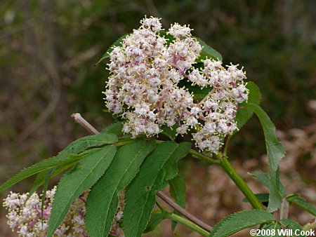 Red Elderberry (Sambucus racemosa)