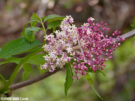 Red Elderberry (Sambucus racemosa)