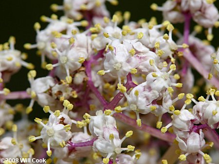 Red Elderberry (Sambucus racemosa) flowers