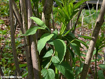 Red Elderberry (Sambucus racemosa) bark