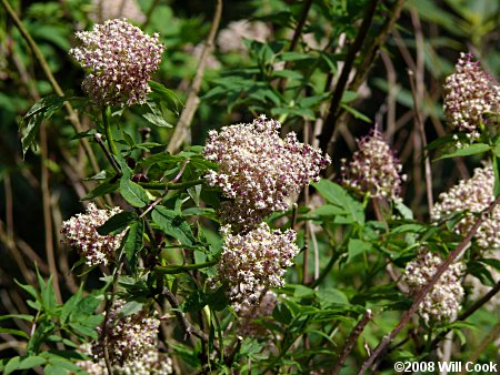 Red Elderberry (Sambucus racemosa)