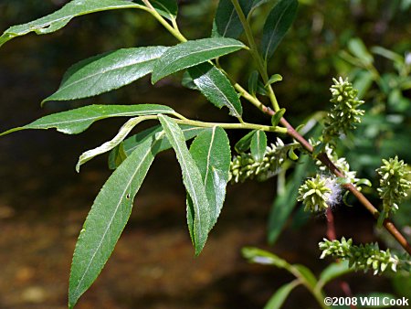 Silky Willow (Salix sericea)