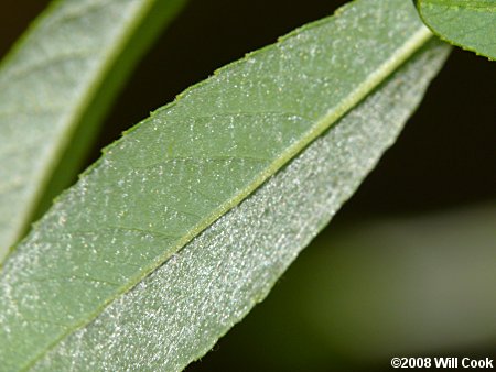 Silky Willow (Salix sericea)