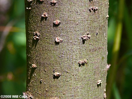 Silky Willow (Salix sericea)