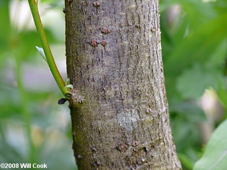 Silky Willow (Salix sericea)