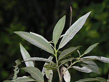 Silky Willow (Salix sericea)