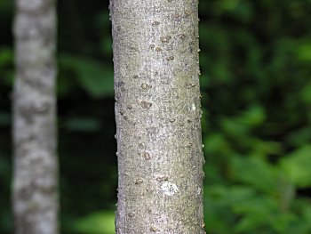 Silky Willow (Salix sericea)