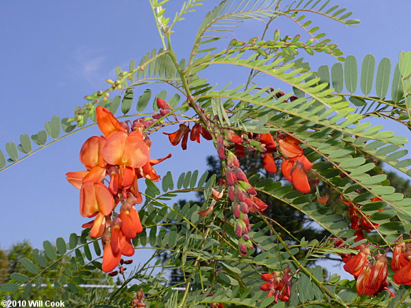 Rattlebox (Sesbania punicea)